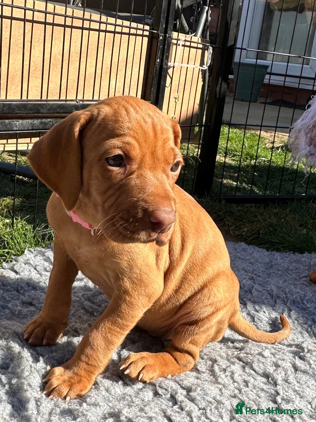 Hungarian Vizsla dogs for sale: Fantastic KC Hungarian Vizsla Puppies! in Rugby - Image 5