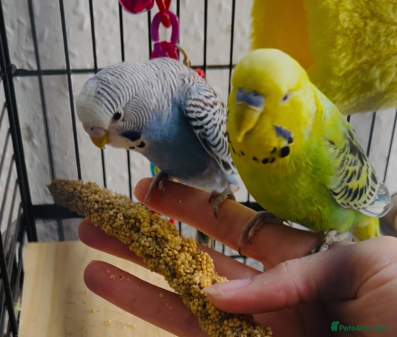 Budgerigars birds Young Male Budgie (green) - Advert 7
