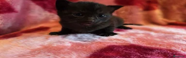 Mixed Breed Kitten 4