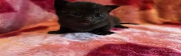 Mixed Breed cats for sale: Adorable Kittens Looking for Loving Homes  - Advert 12