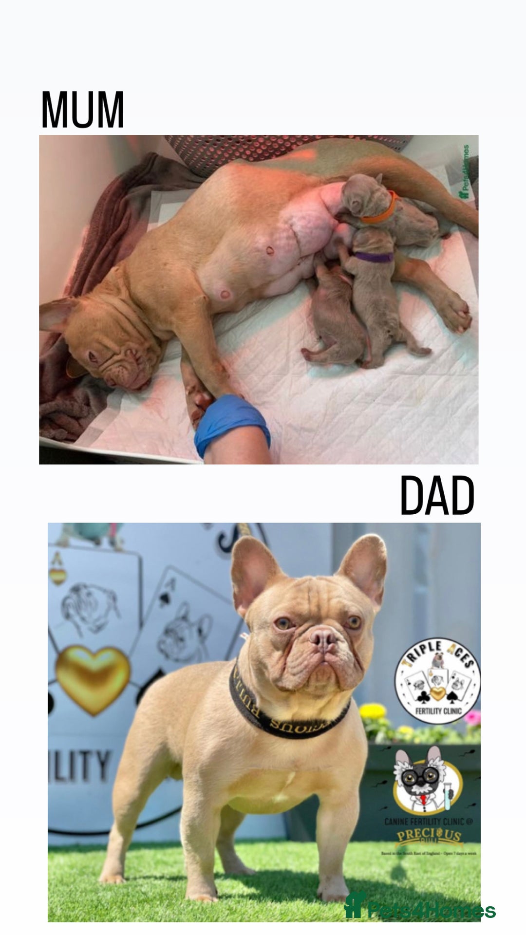 French Bulldog dogs for sale: Female Isabella French bulldog Kc registered  - Advert 10