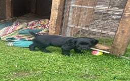Cocker Spaniel dogs for sale: Kc reg cocker spaniel  - Image 5