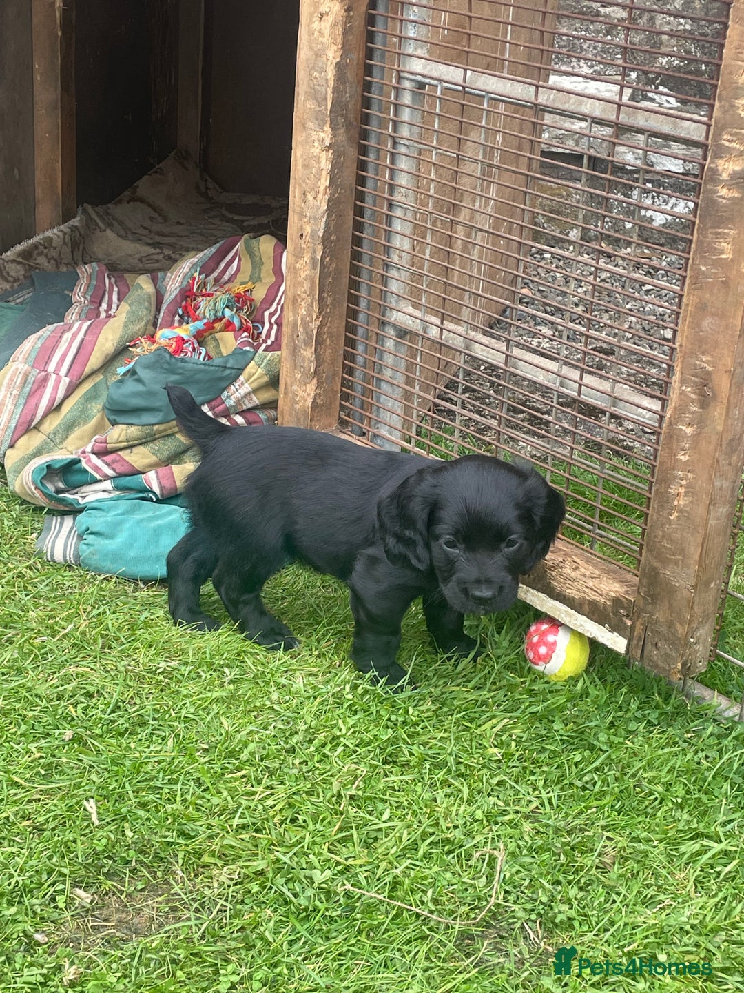 Cocker Spaniel dogs for sale: Kc reg cocker spaniel  - Image 5