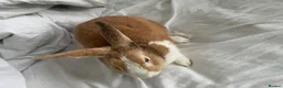 English rabbits for sale: chill bunny  in York - Advert 4