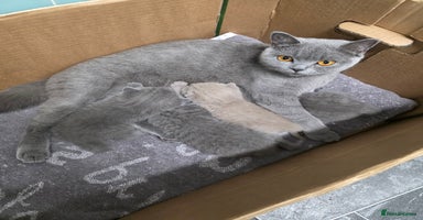 British Shorthair cats - Advert 14