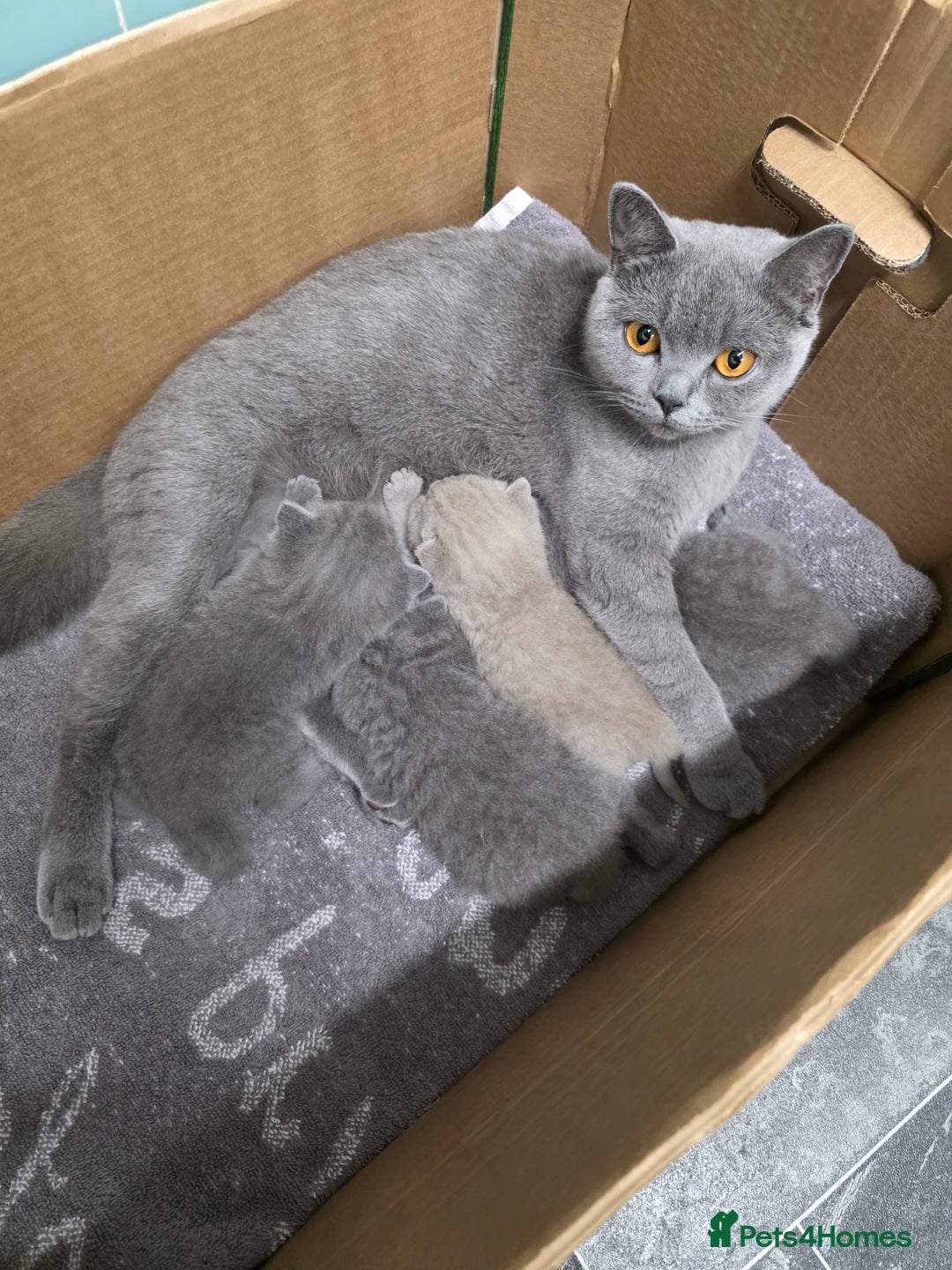 British Shorthair cats for sale: Cute British Shorthair Kittens Ready for go - Image 2