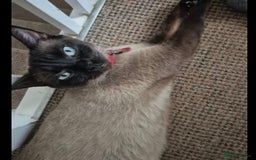 British Shorthair cats for sale: British shorthair cross kittens - Image 4
