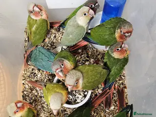 Conures birds Beautiful hand reared conures - Advert 1