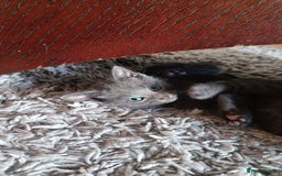 Russian Blue cats for sale: Adorable Silver Grey Russian blue kittens - Image 17