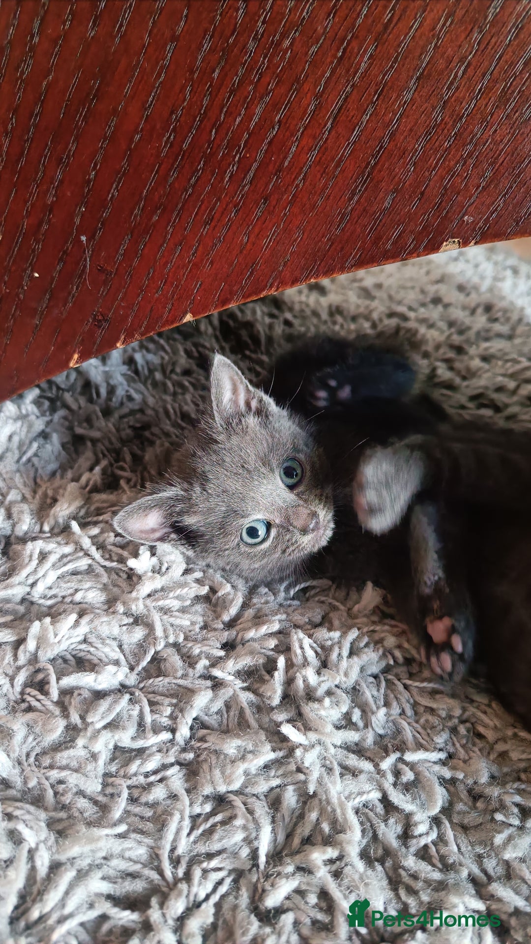 Russian Blue cats for sale: Adorable Silver Grey Russian blue kittens - Image 17