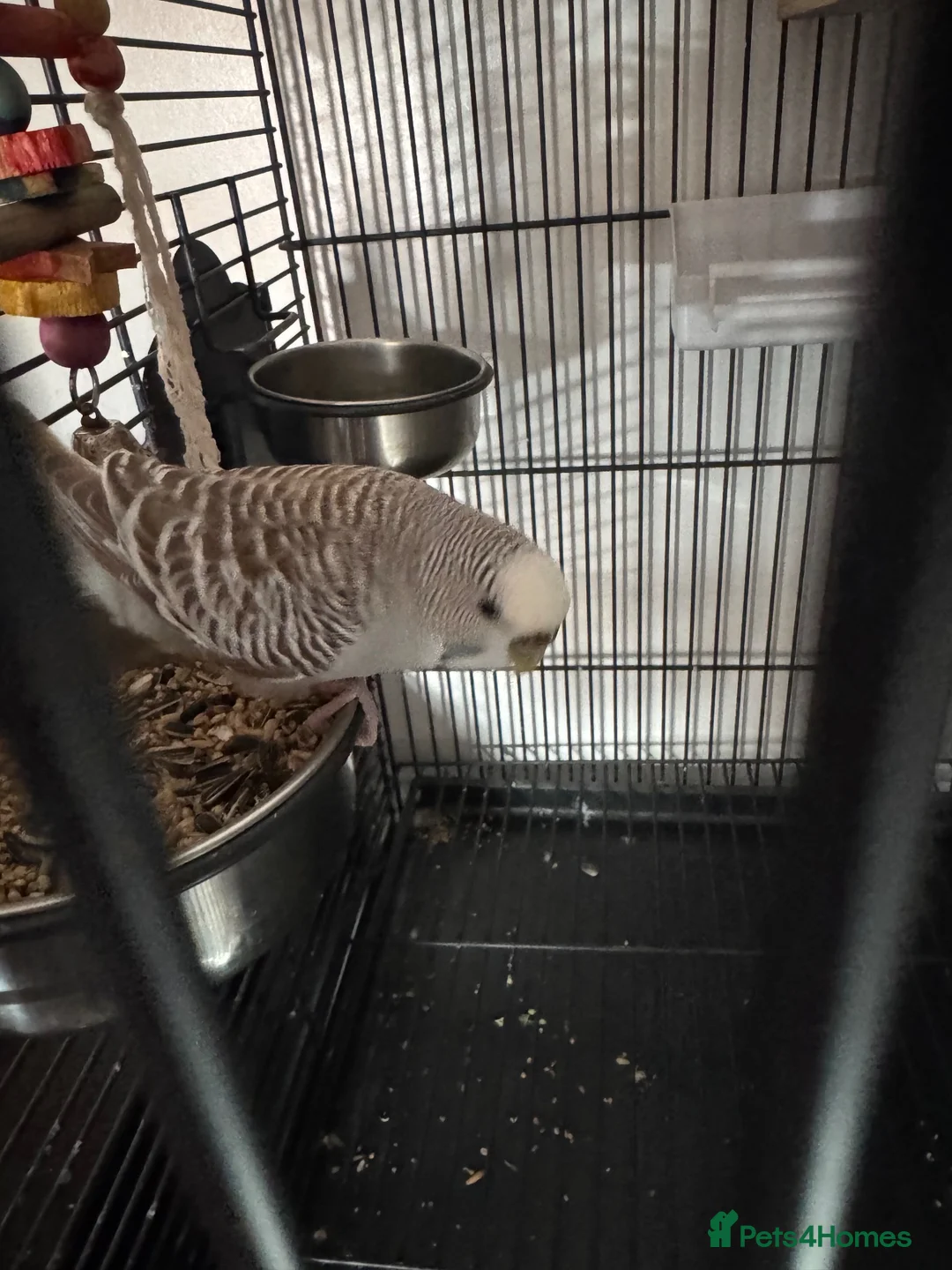 Budgerigars birds for sale: Two young budgies and full set up  in Stroud - Advert 17