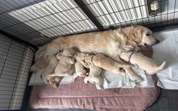 Golden Retriever dogs for sale: Quality KC golden retriever puppies  - Image 1