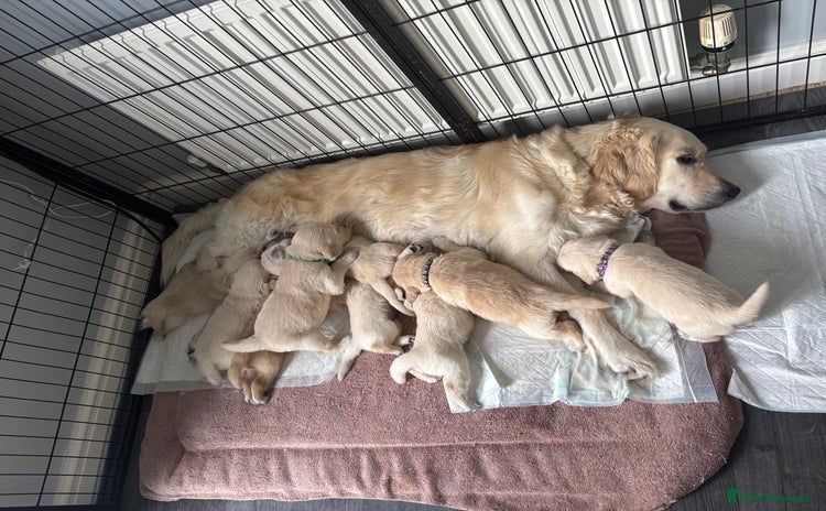 Golden Retriever dogs - Advert 1