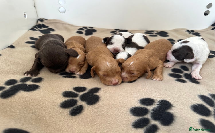 Cocker Spaniel dogs - Advert 4