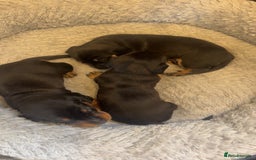 Dachshund dogs for sale: Dashound Puppies - Image 2