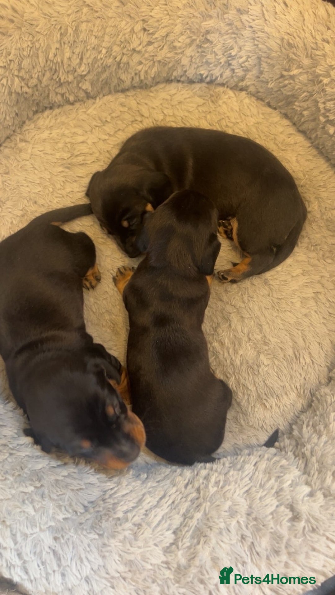 Dachshund dogs for sale: Dashound Puppies - Image 2
