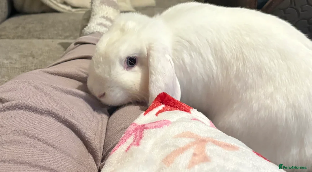 French Lop rabbits for sale: Nearly year old female lop sadly up for rehoming  - Advert 2