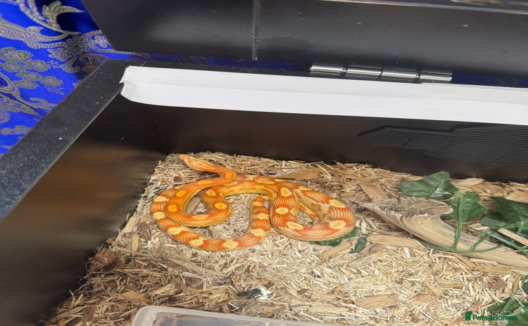 Corn Snake reptiles - Advert 2