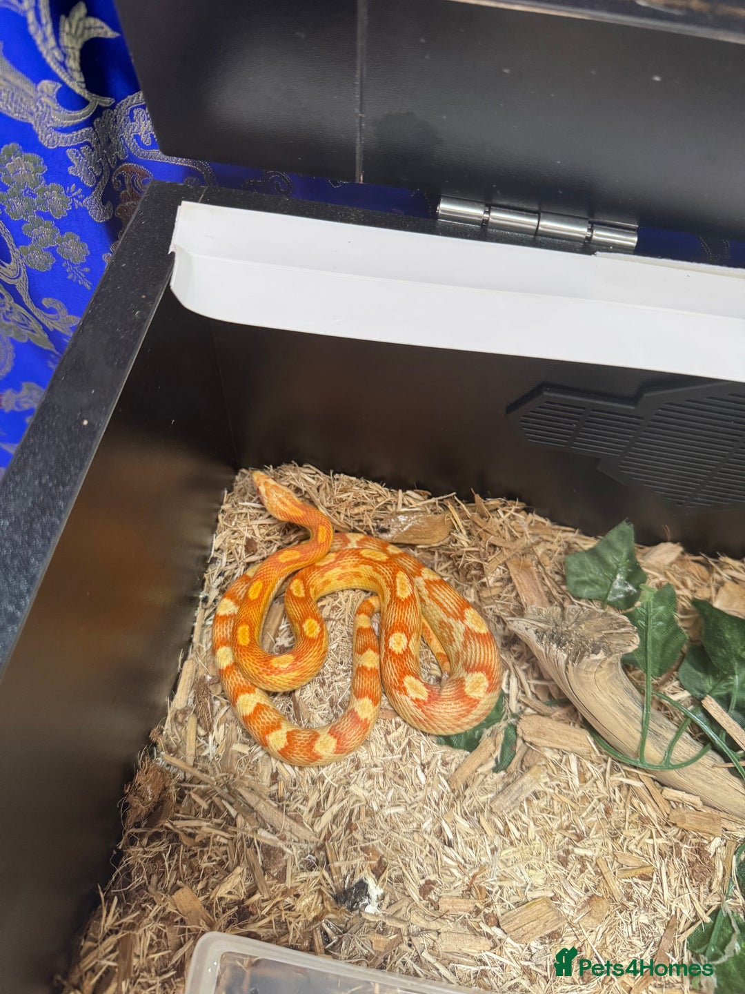 Corn Snake reptiles for sale: Albino Corn Snake 1 year old unsexed  - Image 1