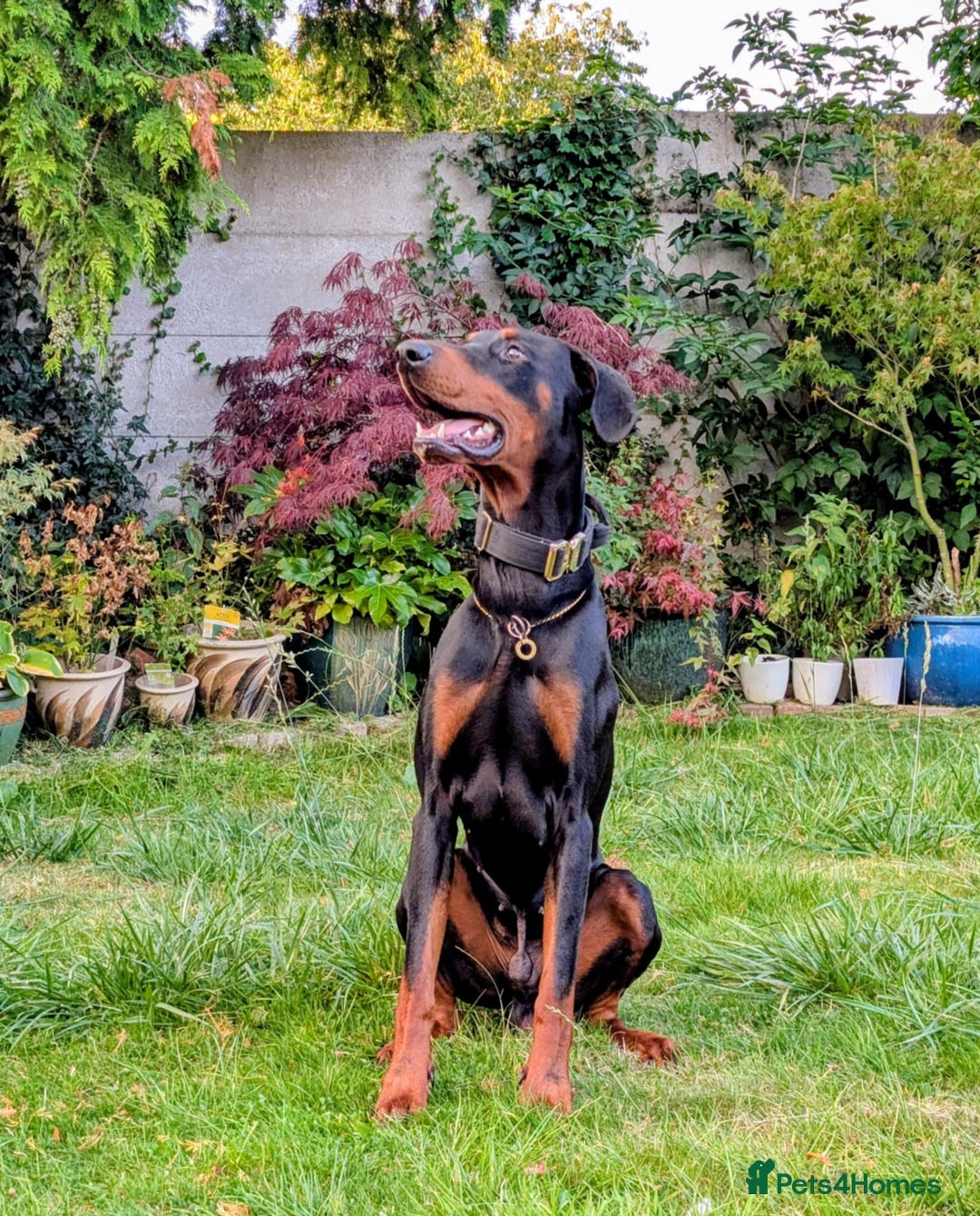 Dobermann dogs for stud: 🖤 STUD AVAILABLE – “Dark Oath” (Kohl) 🖤 - Image 2