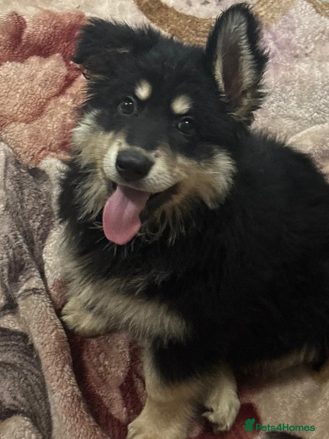 German Shepherd dogs for sale: 2 German Shepard boys  - Advert 19