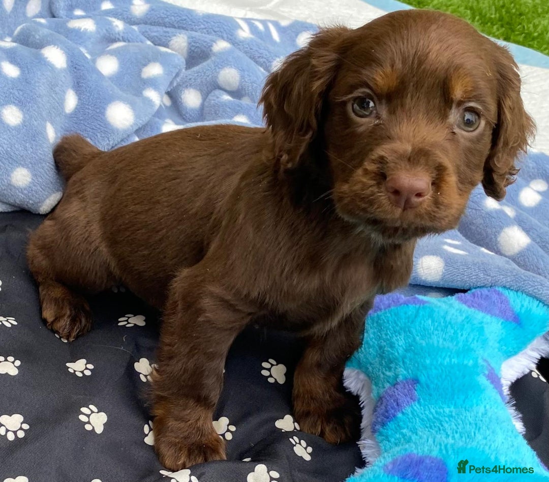 Cocker Spaniel dogs for sale: READY NOW WORKING COCKER SPANIEL PUPPYS - Image 5