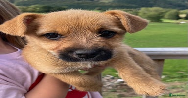 Mixed Breed dogs - Advert 7