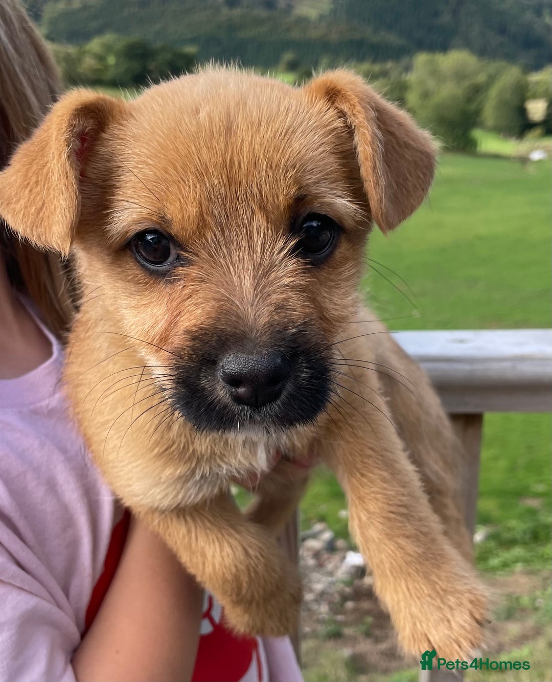 Mixed Breed dogs for sale: Corrier (Corgi X Border Terrier)  - Image 4