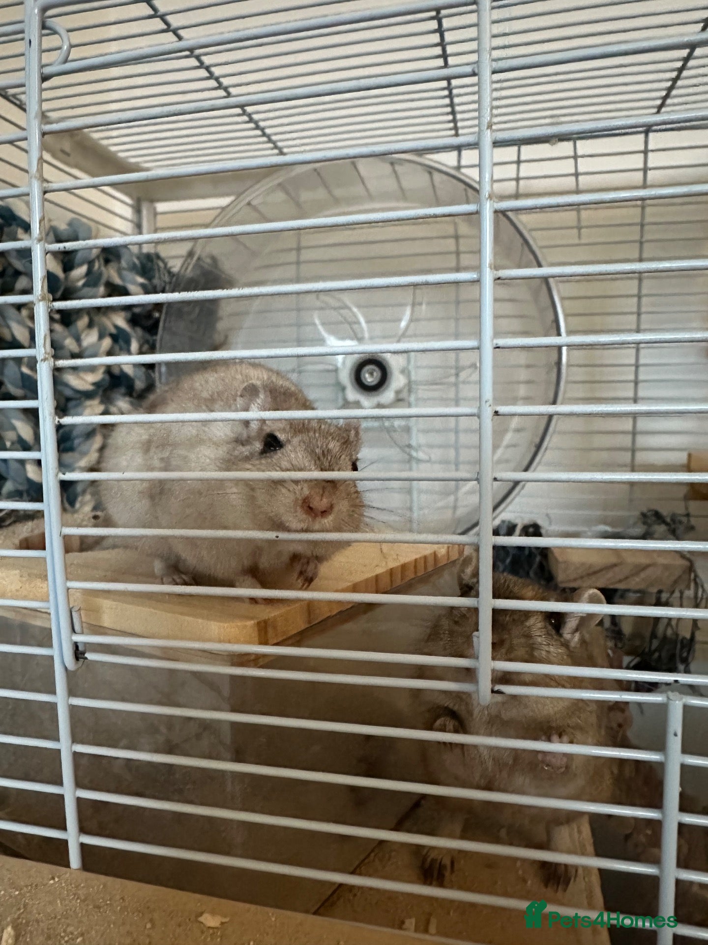 Gerbil rodents for sale: 2 Gerbils both female - Advert 17