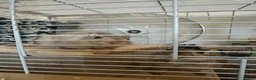 Gerbil rodents for sale: 2 Gerbils both female - Advert 1