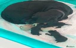 Labrador Retriever dogs for sale: LABRADOR PUPPIES  - Image 10