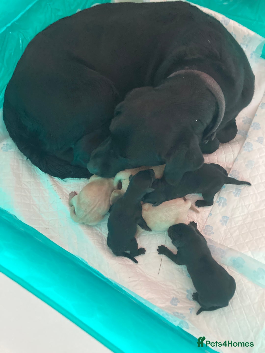 Labrador Retriever dogs for sale: LABRADOR PUPPIES  - Image 10
