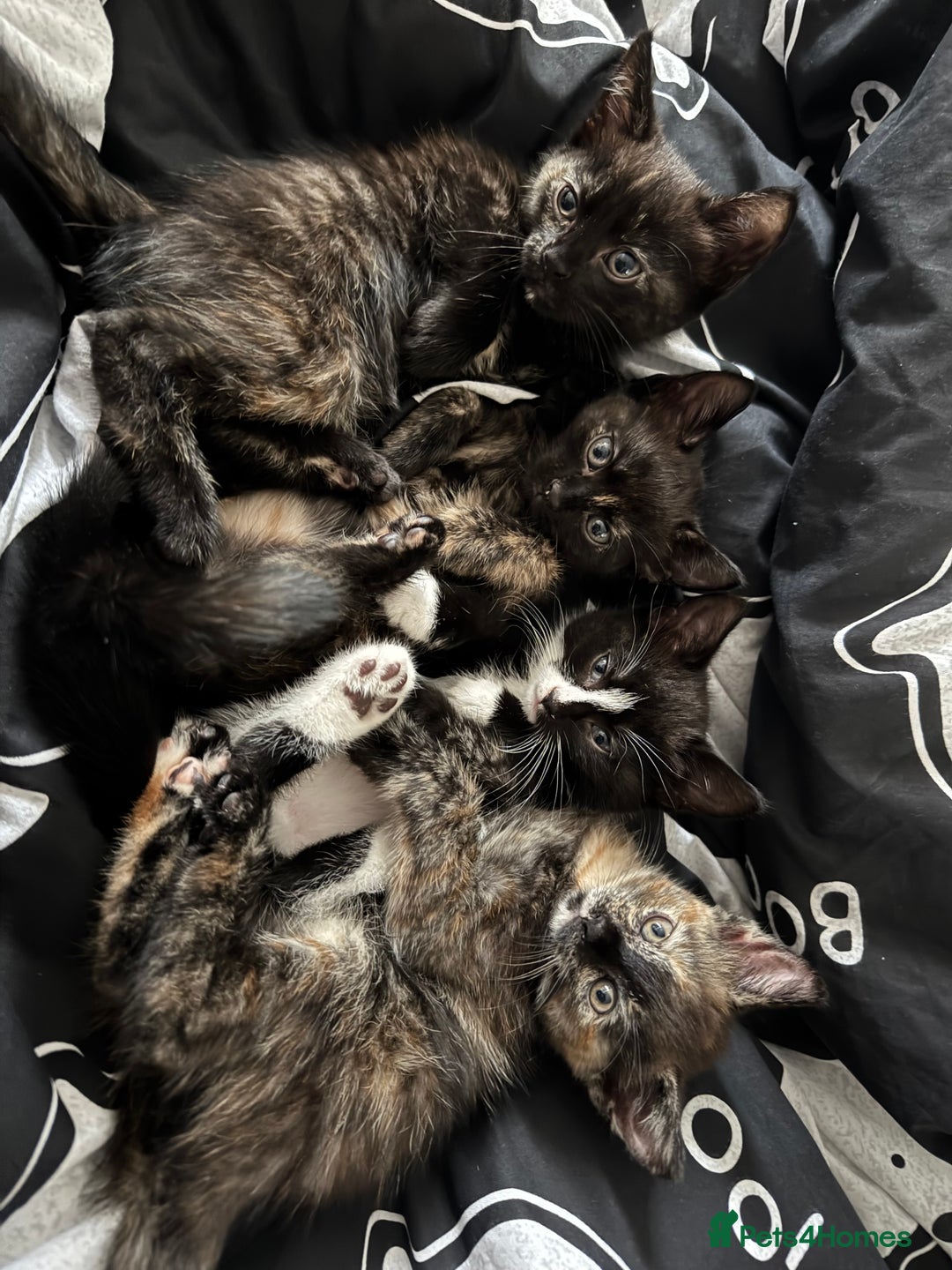 Mixed Breed cats for sale: 4 beautiful girls - Image 1