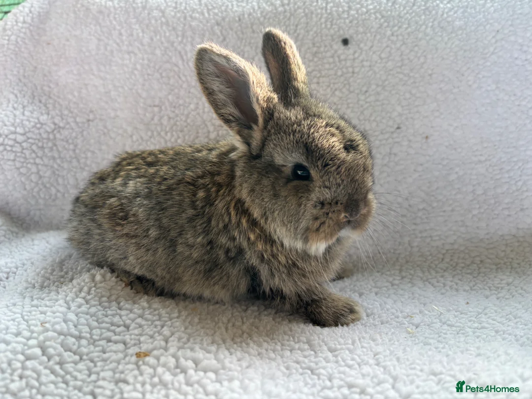 French Lop rabbits for sale: Beautiful French lops  - Advert 2