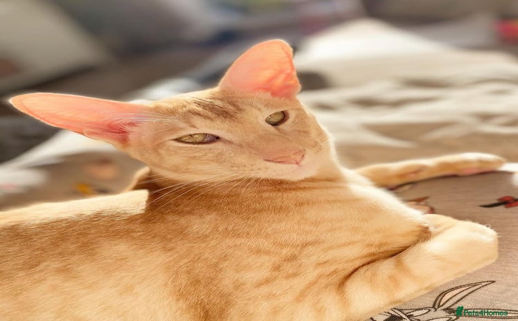 Oriental cats - Advert 1