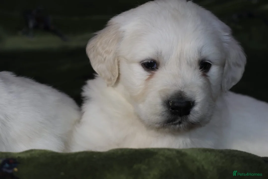 Goldador dogs for sale: Extensively Health tested, Chunky, Great with kids - Advert 2