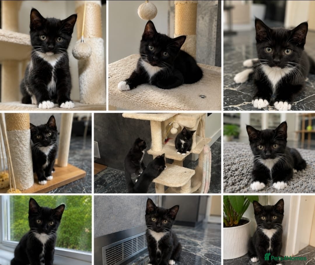 Mixed Breed cats Kittens looking for new home - Advert 2