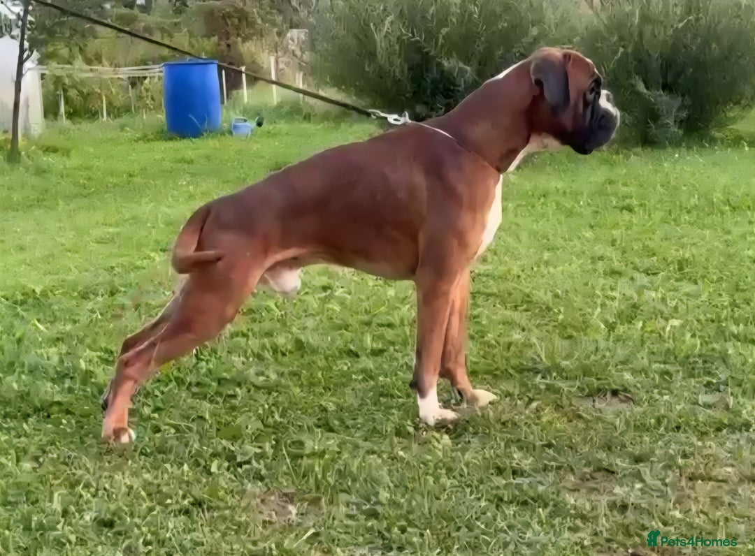 Boxer dogs for sale: Stunning Boxer Puppies  - Advert 15
