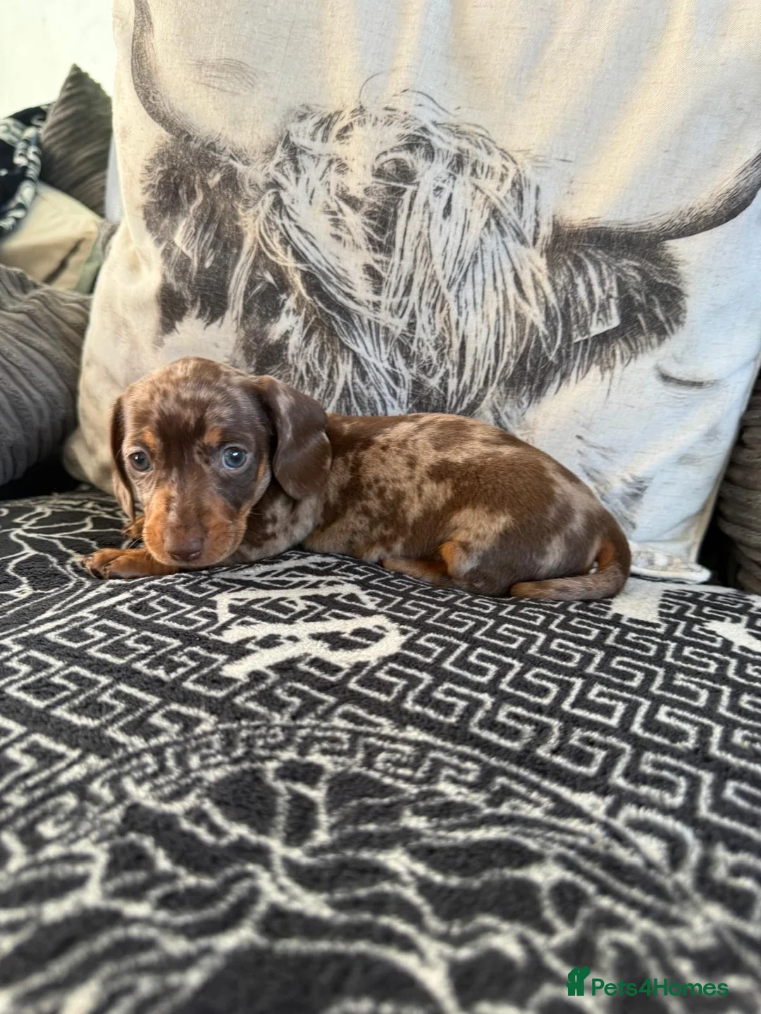 Dachshund dogs for sale: One female available  - Advert 6