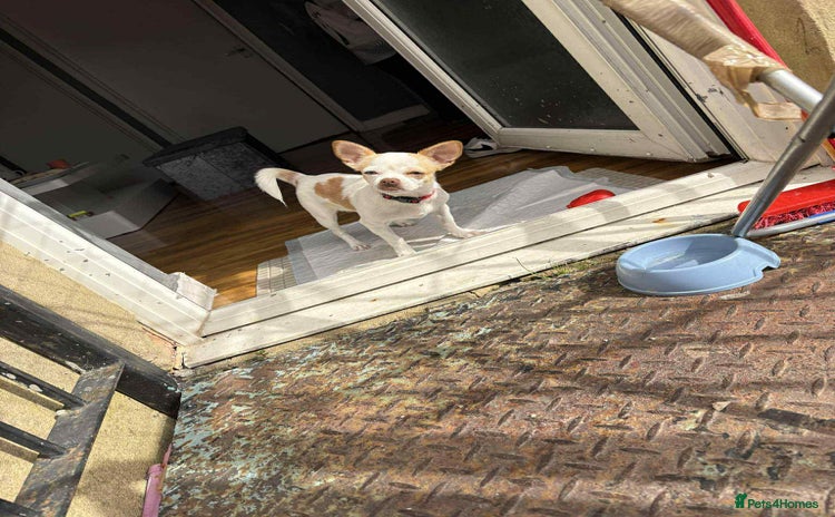 Chihuahua dogs - Advert 2