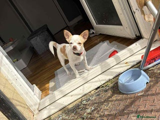 Chihuahua dogs - Advert 3