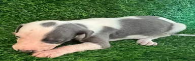 Whippet 5