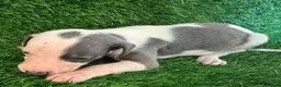Whippet dogs for sale: ✨ EXCEPTIONAL PEDIGREE WHIPPETS  - Advert 20