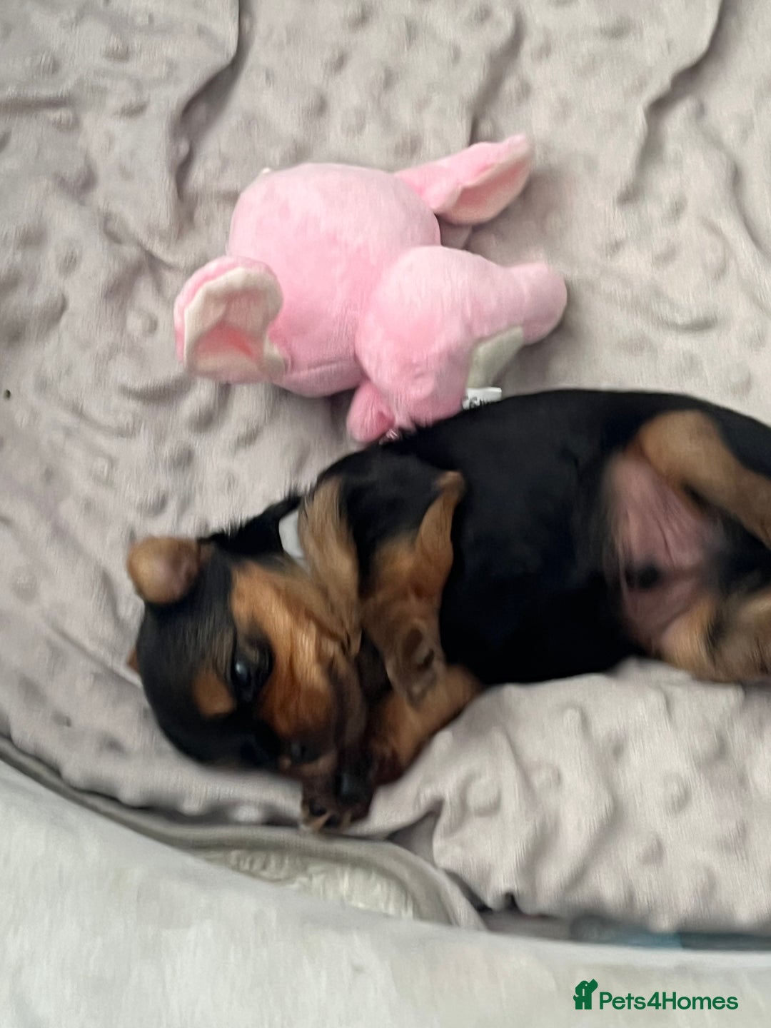 Yorkshire Terrier dogs for sale: Mini Yorkshire Terrier, blue skin tan - Image 16