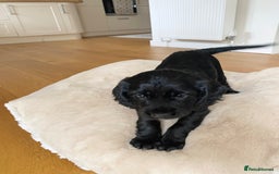 Cocker Spaniel dogs for sale: Kennel Club registered working cockers  - Image 22
