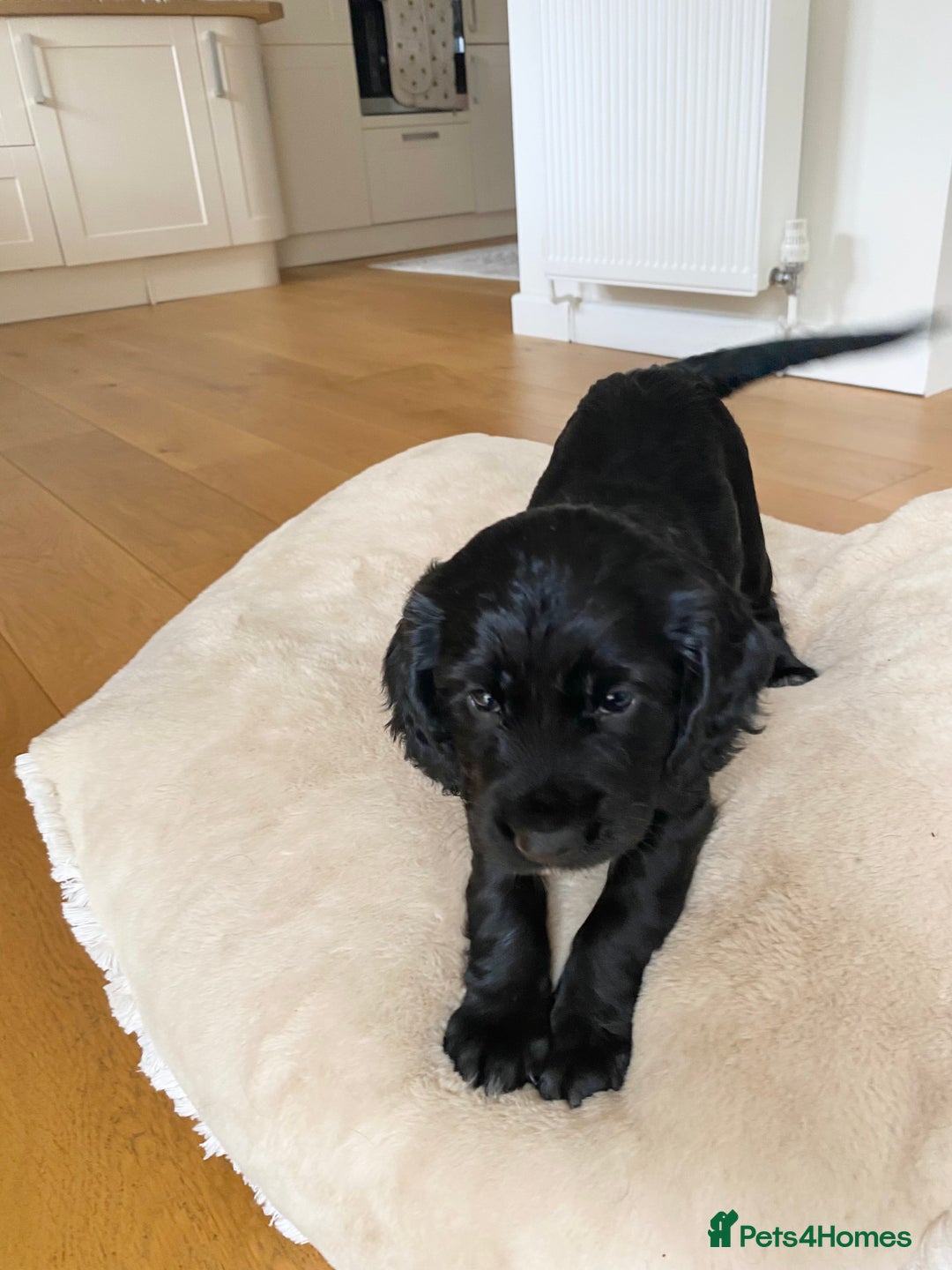 Cocker Spaniel dogs for sale: Kennel Club registered working cockers  - Image 22