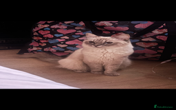Ragdoll cats for sale: Kittens - Image 14