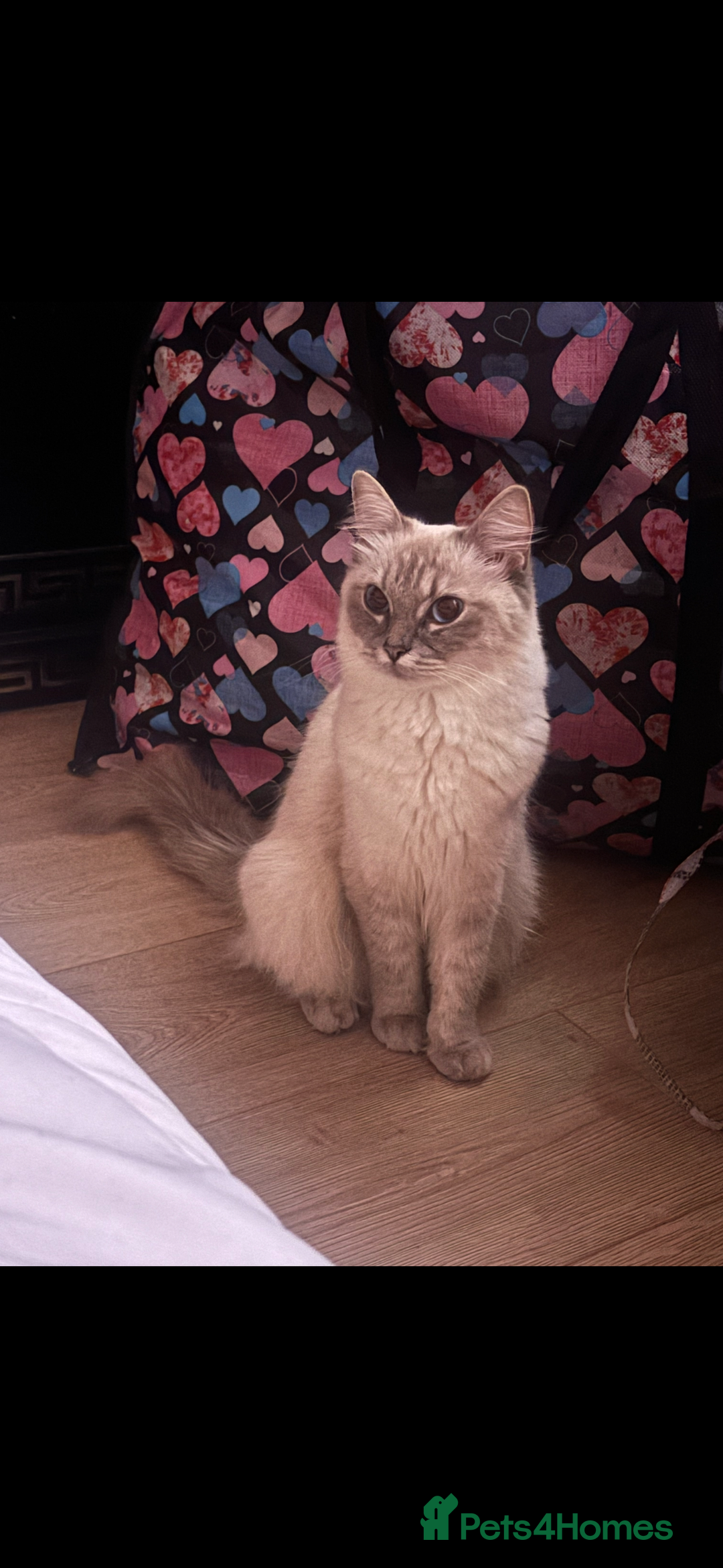 Ragdoll cats for sale: Kittens - Image 14