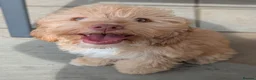 Cockapoo dogs for sale: F1 Cockapoo Girl From Health Tested Parents  - Advert 5