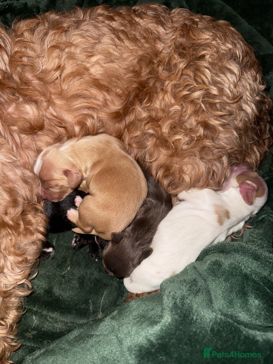 Mixed Breed dogs for sale: 2 beautiful sproodle girls - Advert 9